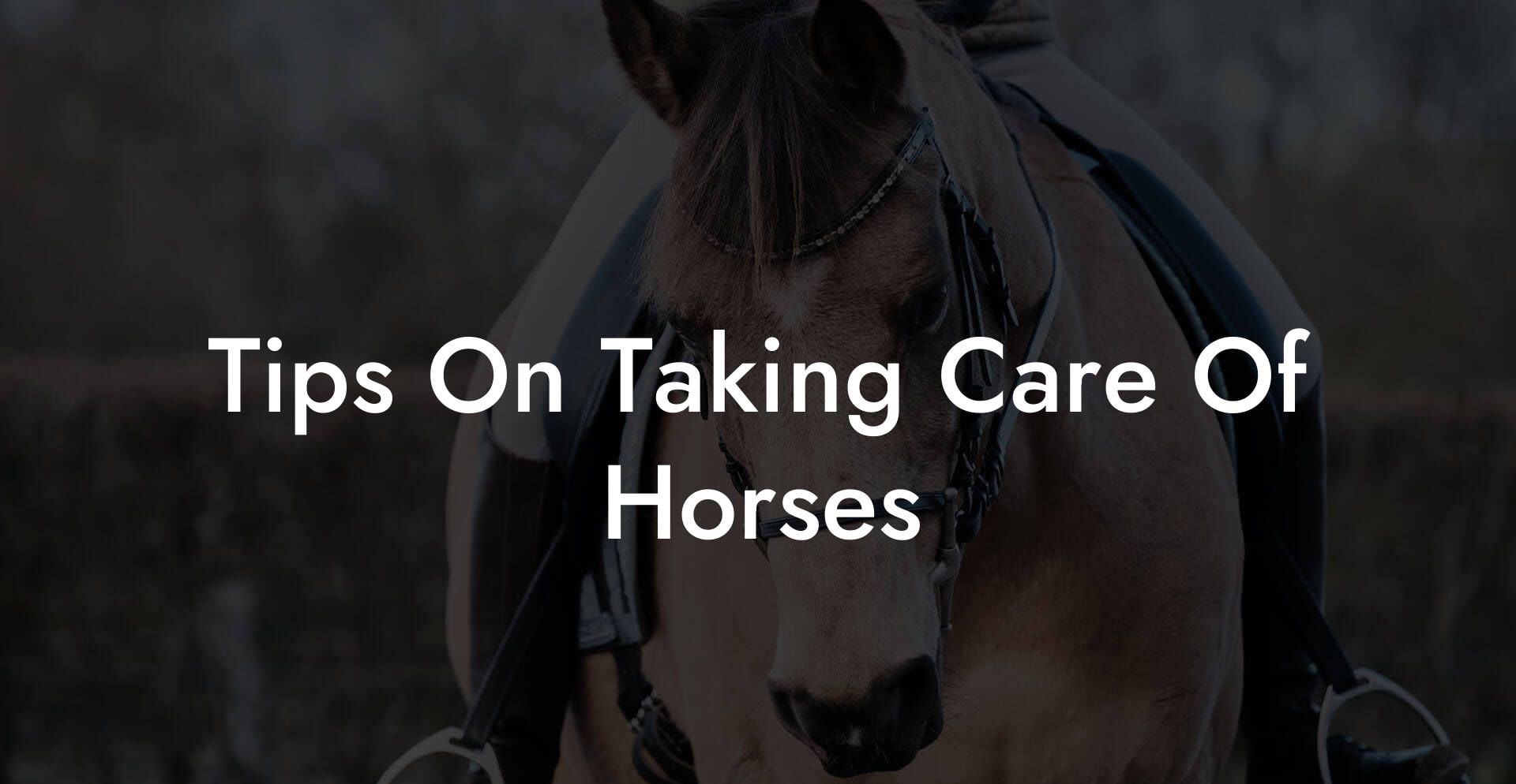 Tips On Taking Care Of Horses