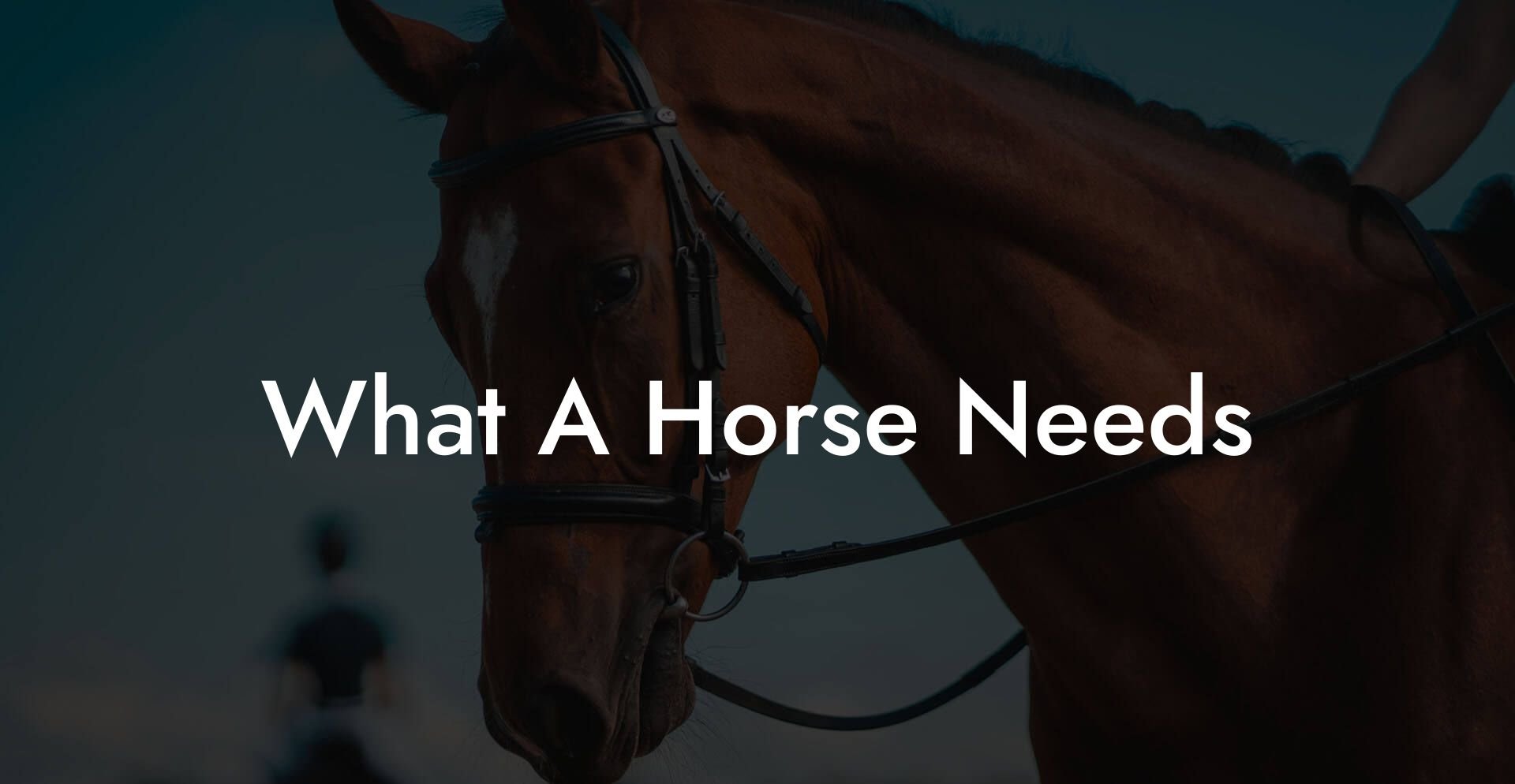 What A Horse Needs