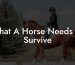 What A Horse Needs To Survive