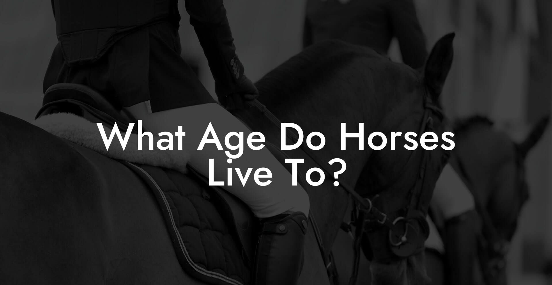 What Age Do Horses Live To? How To Own a Horse