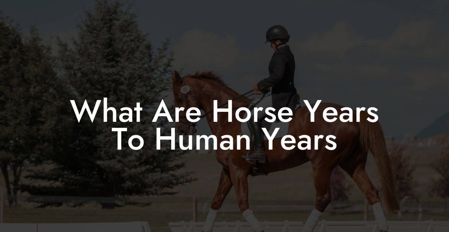 What Are Horse Years To Human Years How To Own a Horse