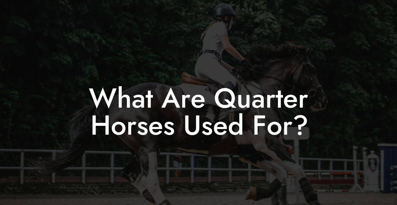 What Are Quarter Horses Used For?