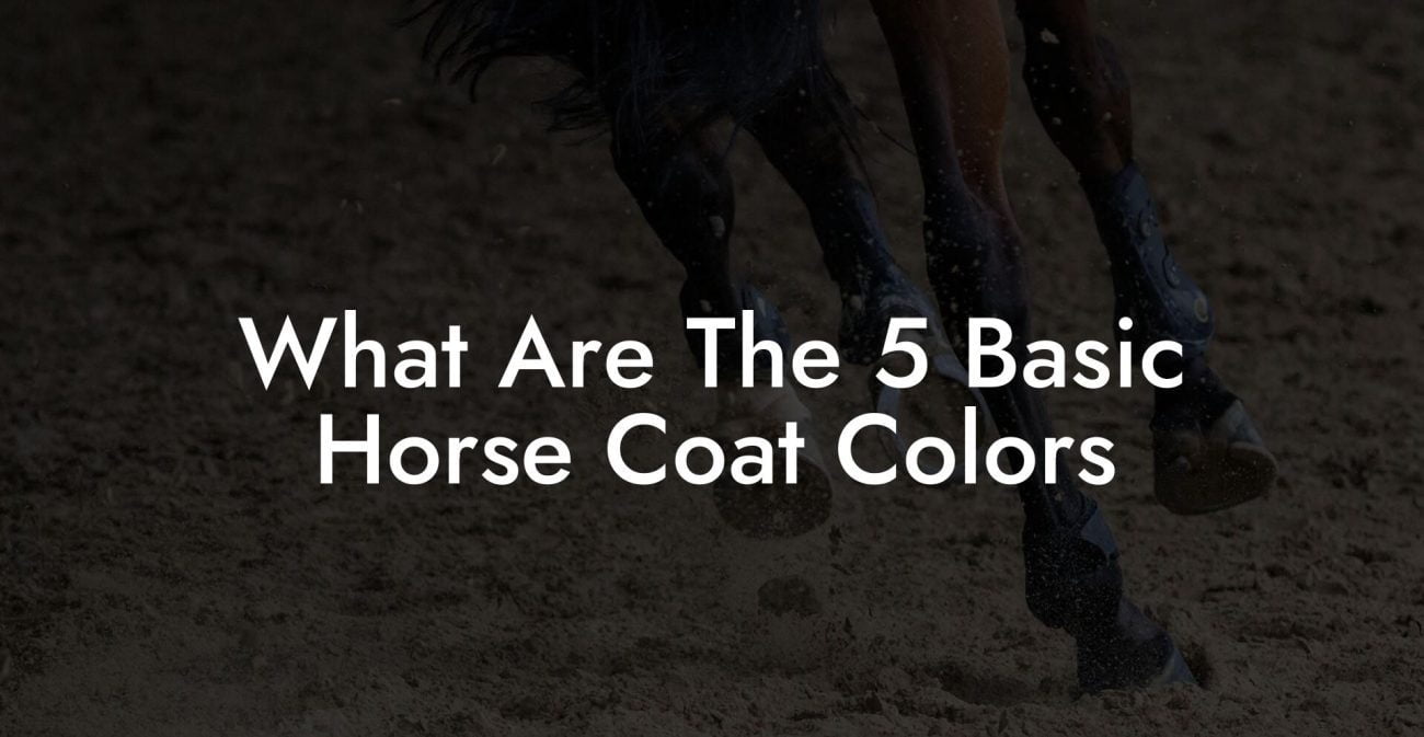 What Are The 5 Basic Horse Coat Colors