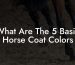 What Are The 5 Basic Horse Coat Colors