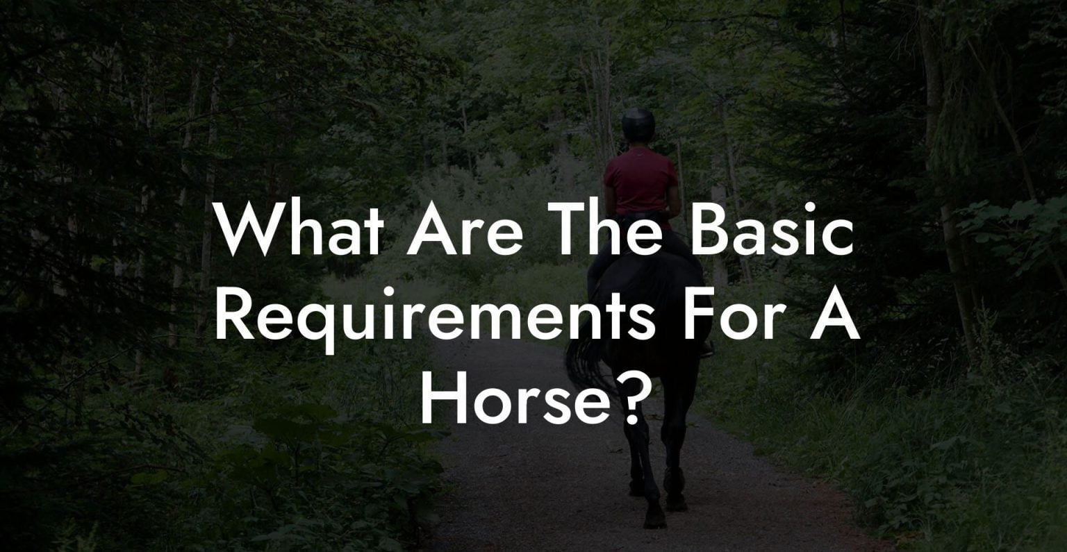 What Are The Basic Requirements For A Horse? How To Own a Horse