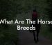 What Are The Horse Breeds