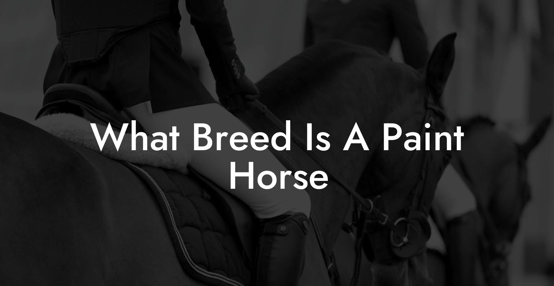 What Breed Is A Paint Horse How To Own a Horse