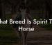 What Breed Is Spirit The Horse