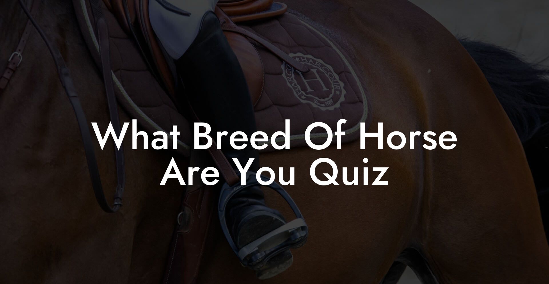 What Breed Of Horse Are You Quiz