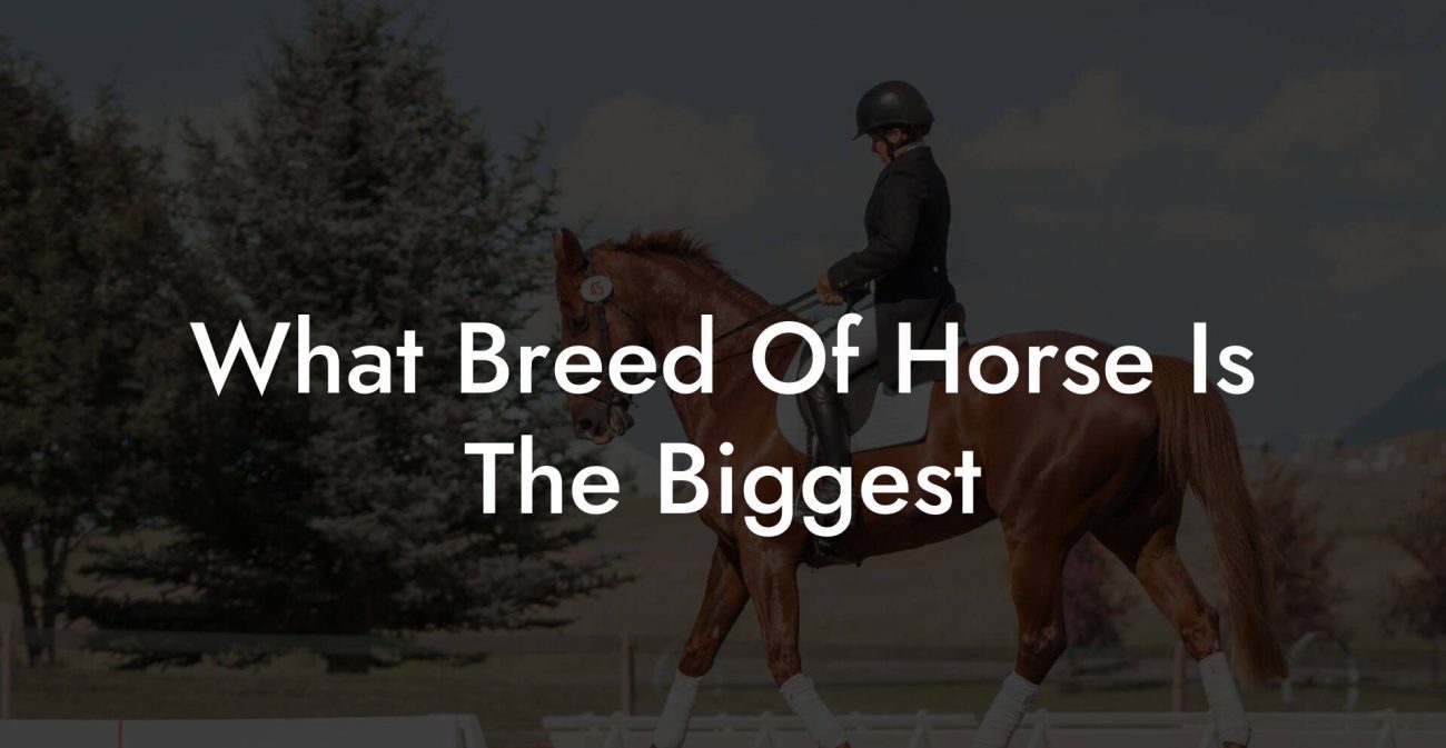 What Breed Of Horse Is The Biggest