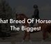 What Breed Of Horse Is The Biggest