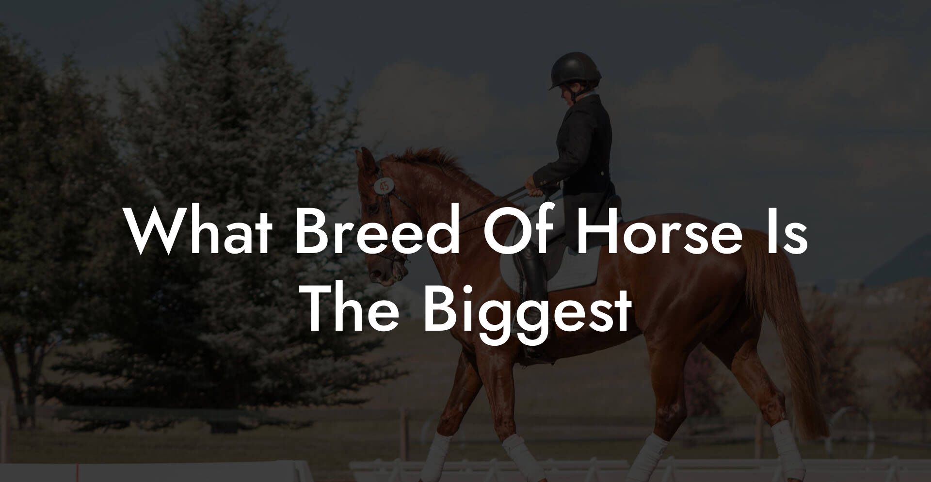 What Breed Of Horse Is The Biggest