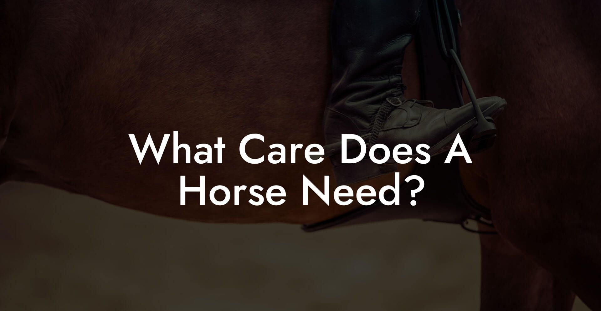 What Care Does A Horse Need?