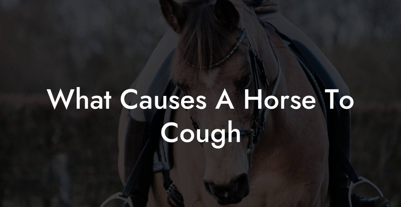 What Causes A Horse To Cough How To Own a Horse