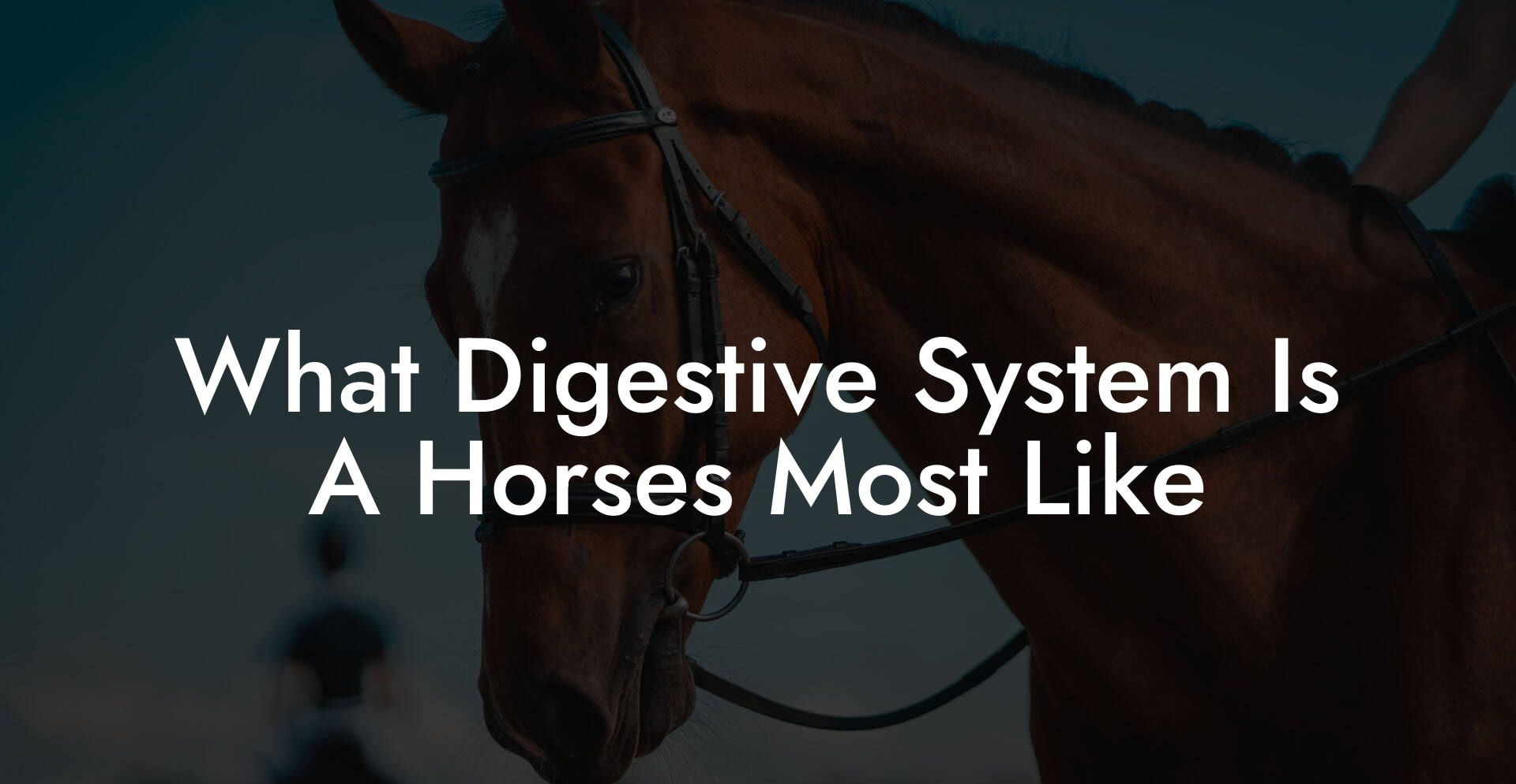 What Digestive System Is A Horses Most Like