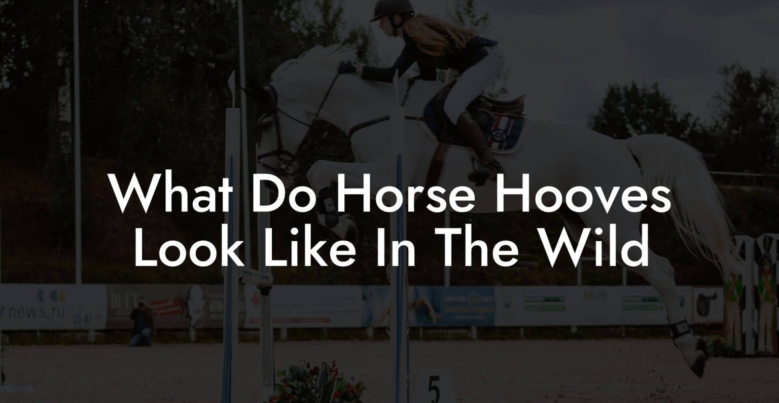 What Happened To Christopher Reeve'S Horse Buck - How To Own a Horse