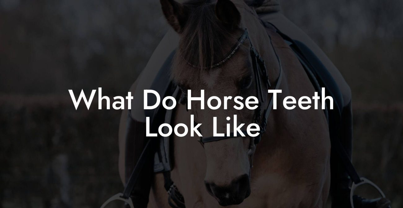 What Do Horse Teeth Look Like