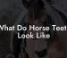 What Do Horse Teeth Look Like