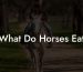 What Do Horses Eat