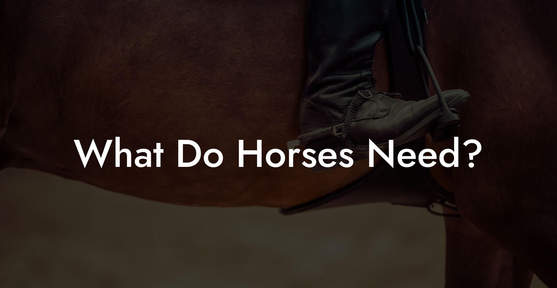 What Do Horses Need?