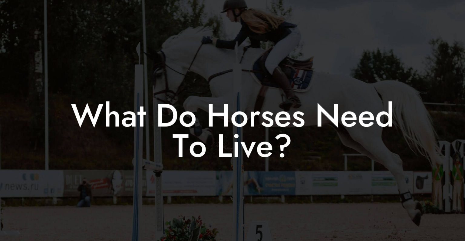 What Do Horses Need To Live? How To Own a Horse