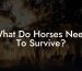 What Do Horses Need To Survive?