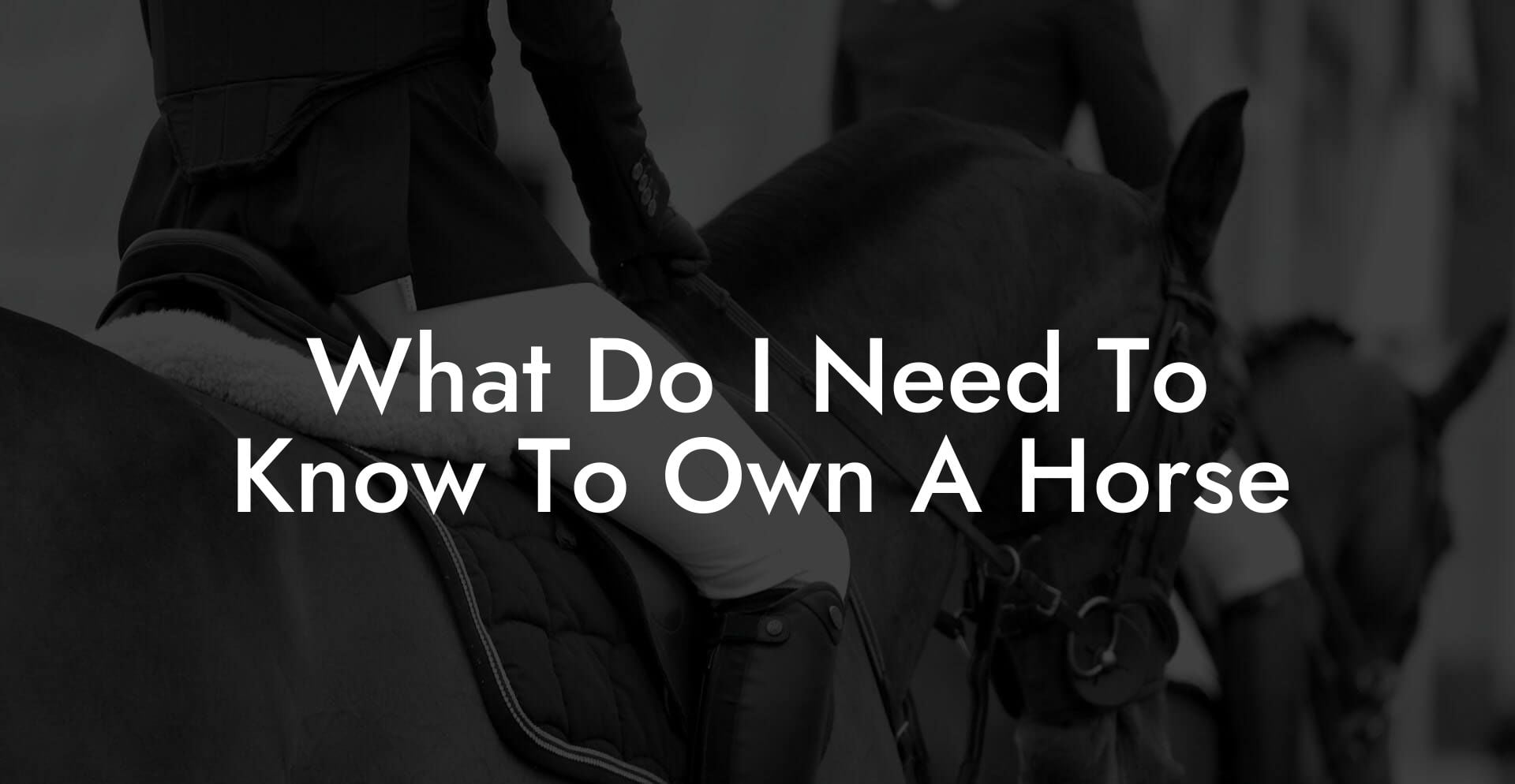 What Do I Need To Know To Own A Horse