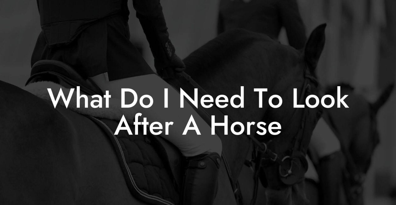 What Do I Need To Look After A Horse