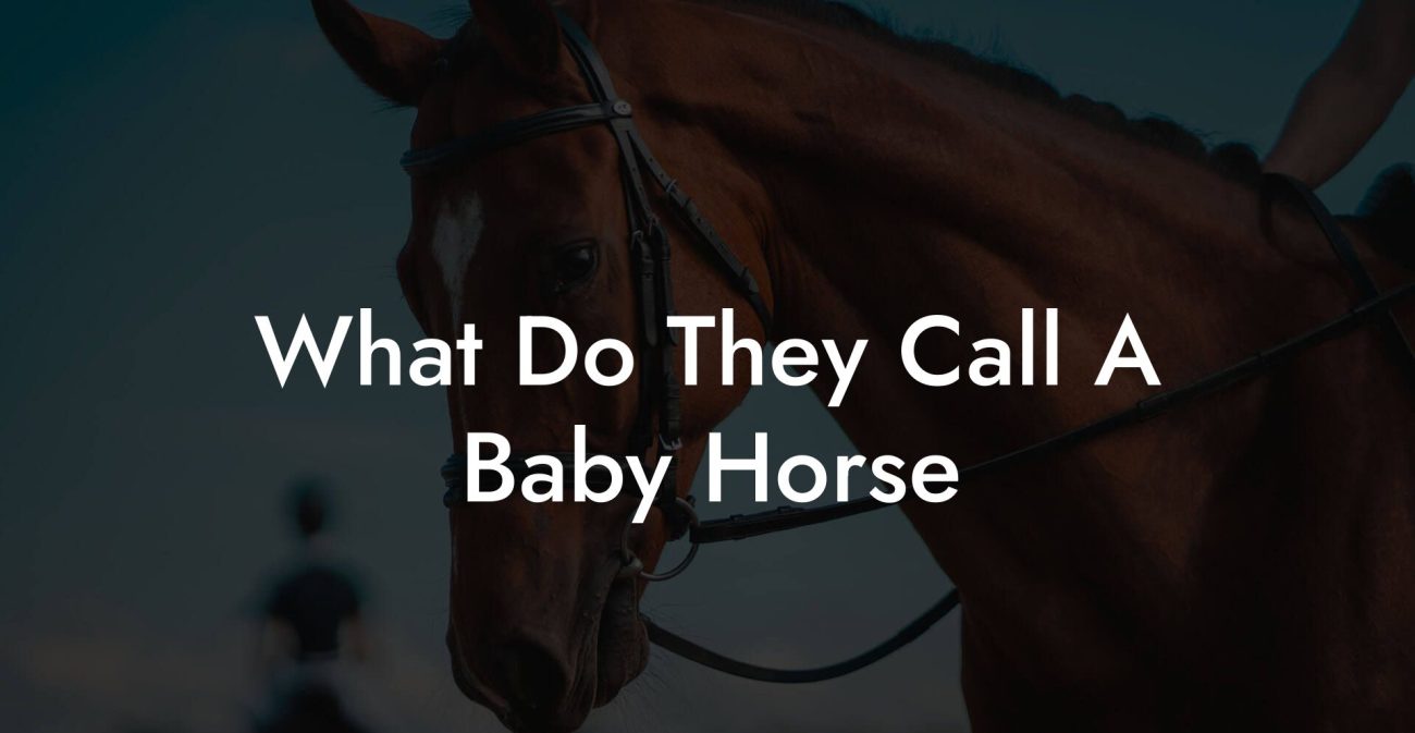 What Do They Call A Baby Horse