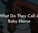 What Do They Call A Baby Horse
