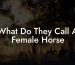 What Do They Call A Female Horse