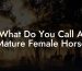 What Do You Call A Mature Female Horse
