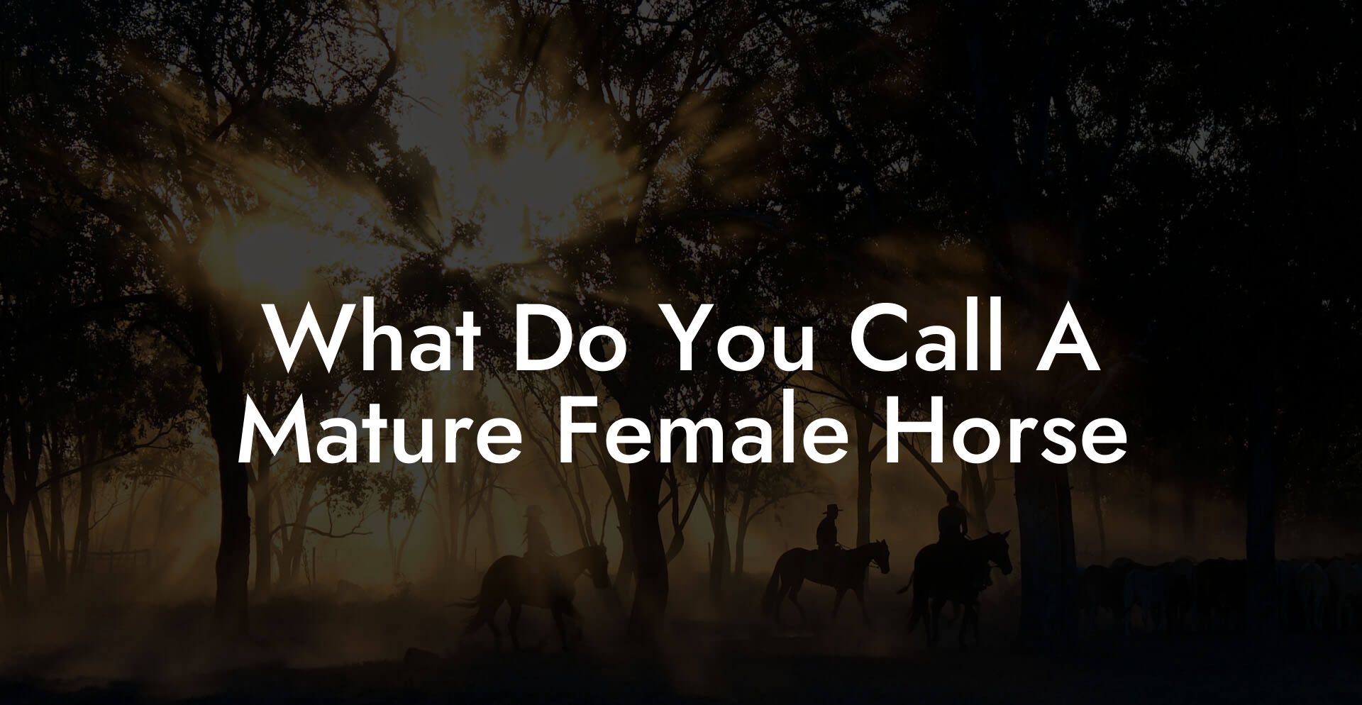 What Do You Call A Mature Female Horse