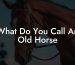 What Do You Call An Old Horse