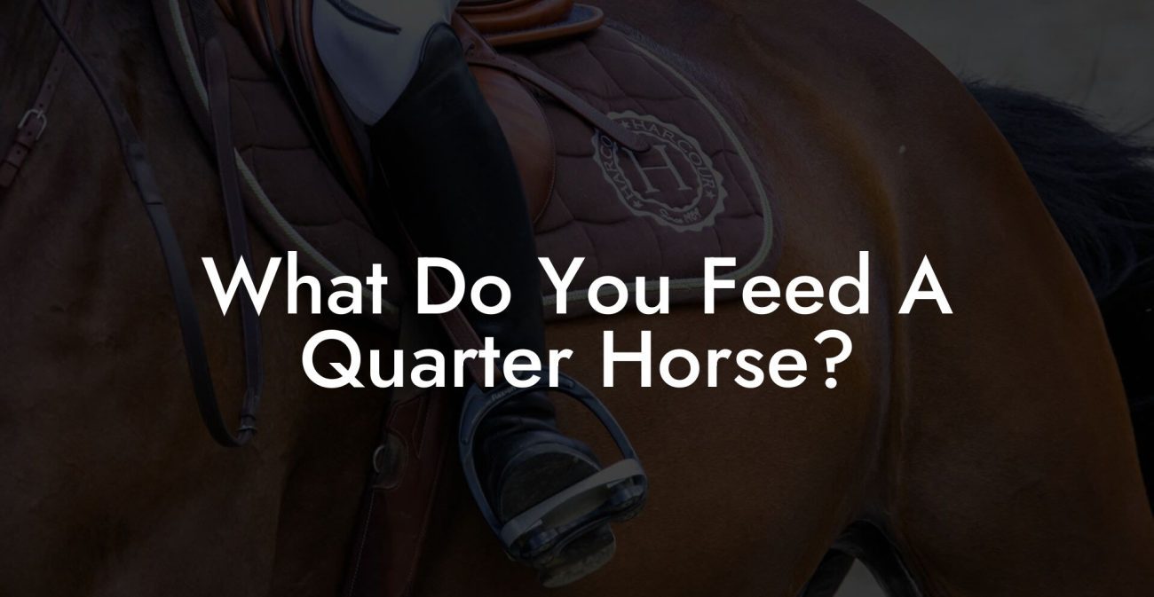 What Do You Feed A Quarter Horse?