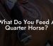 What Do You Feed A Quarter Horse?