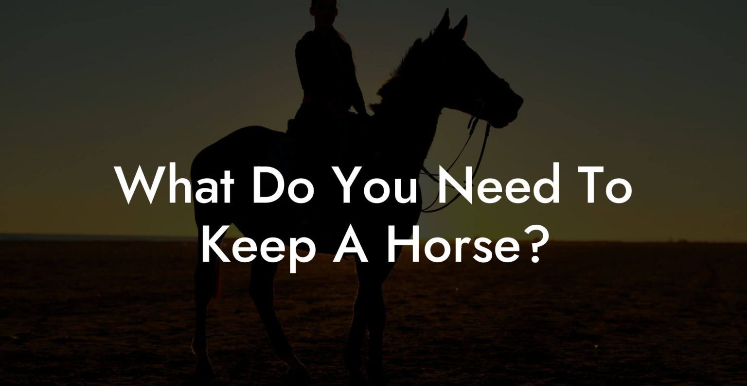 What Do You Need To Keep A Horse? How To Own a Horse