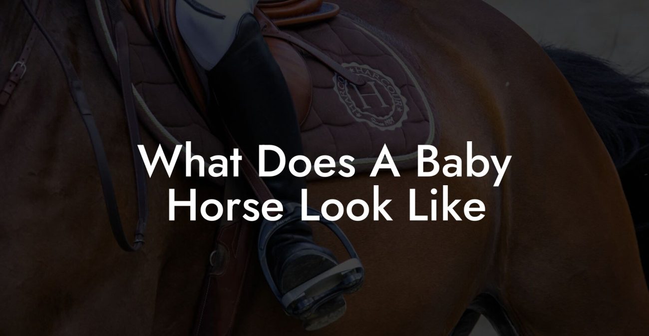 What Does A Baby Horse Look Like