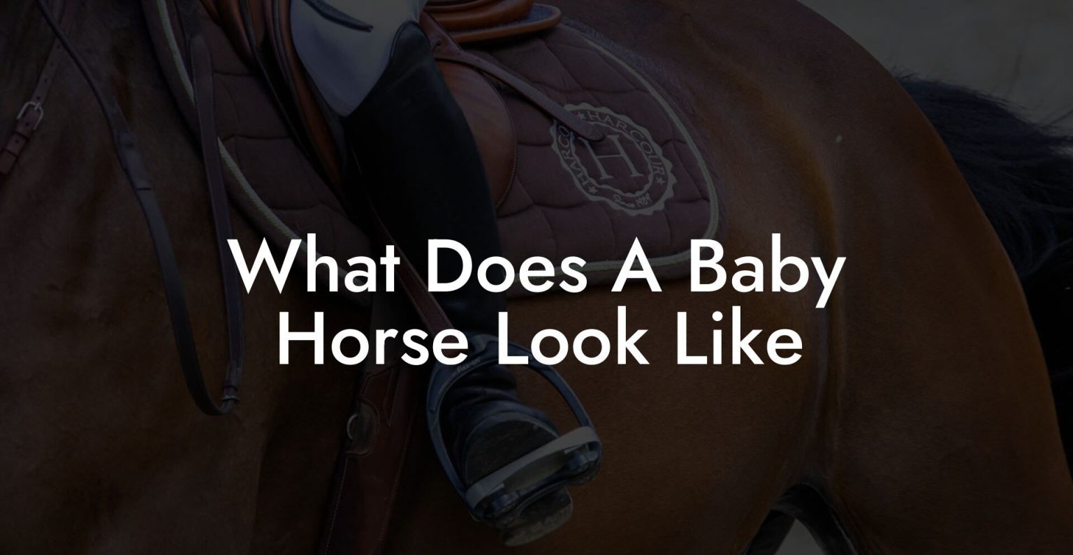 What Does A Baby Horse Look Like How To Own a Horse