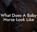 What Does A Baby Horse Look Like