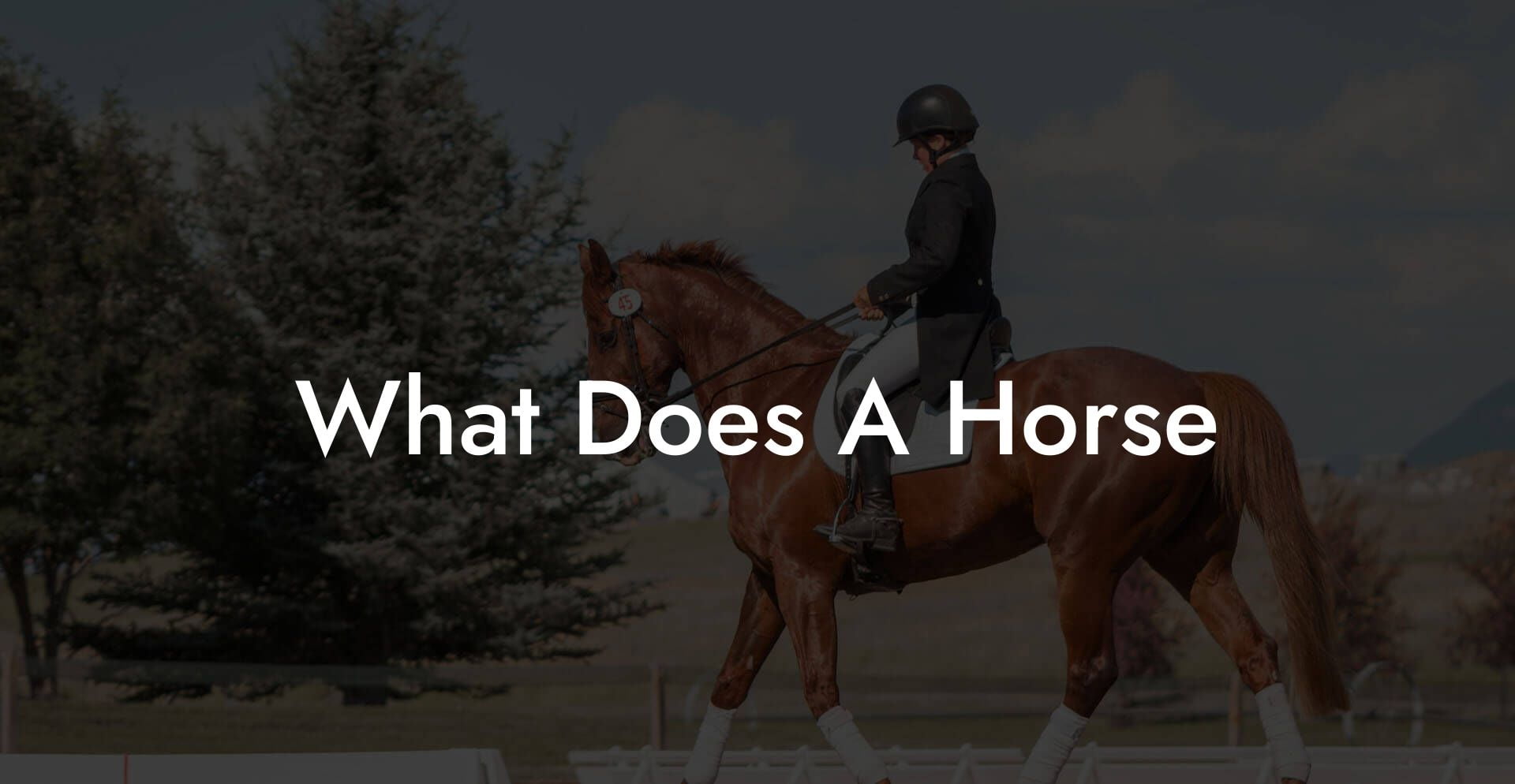 What Does A Horse