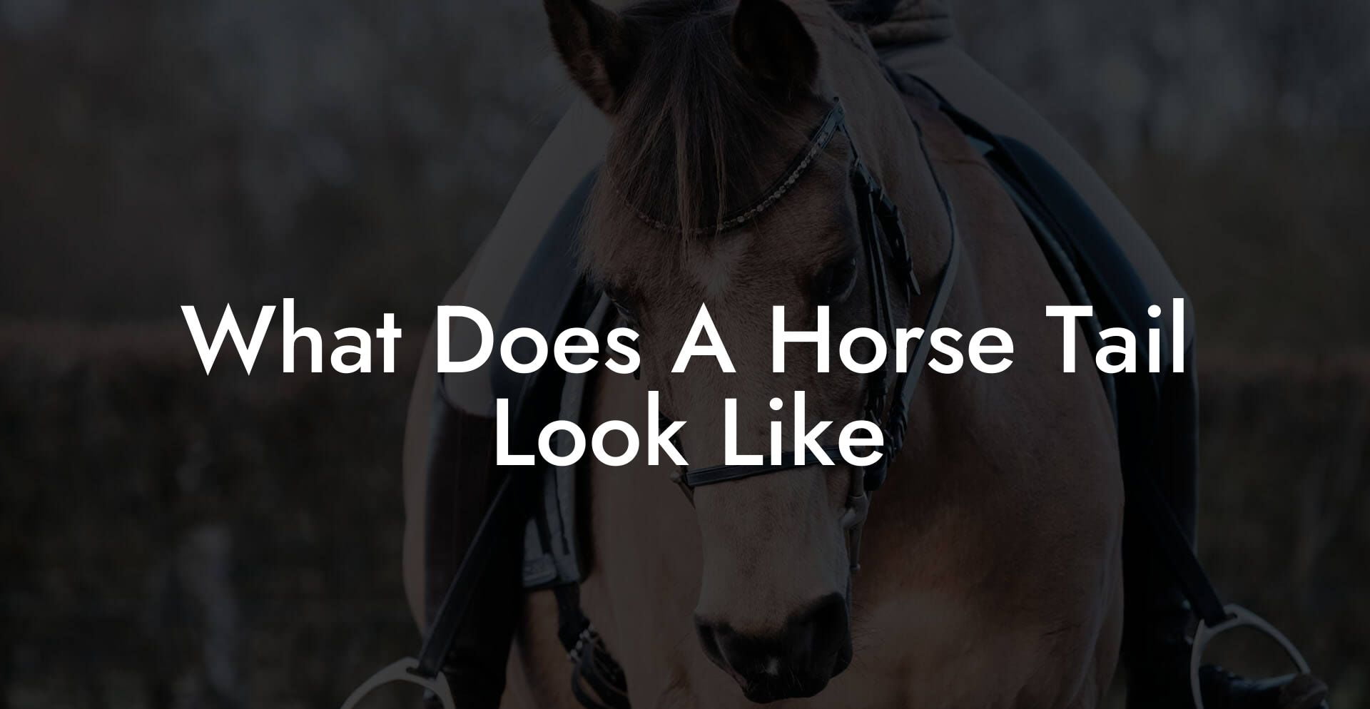 What Does A Horse Tail Look Like