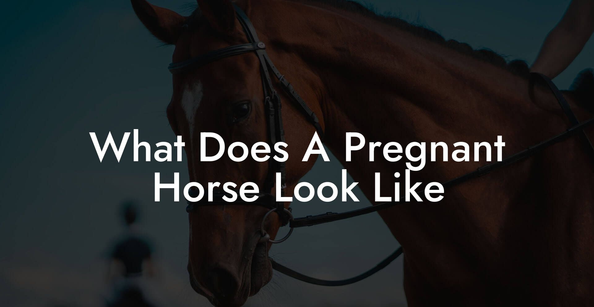 What Does A Pregnant Horse Look Like