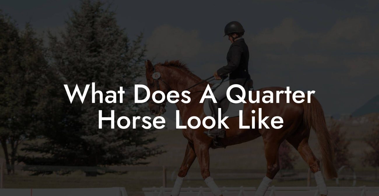 What Does A Quarter Horse Look Like