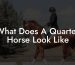 What Does A Quarter Horse Look Like
