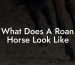 What Does A Roan Horse Look Like