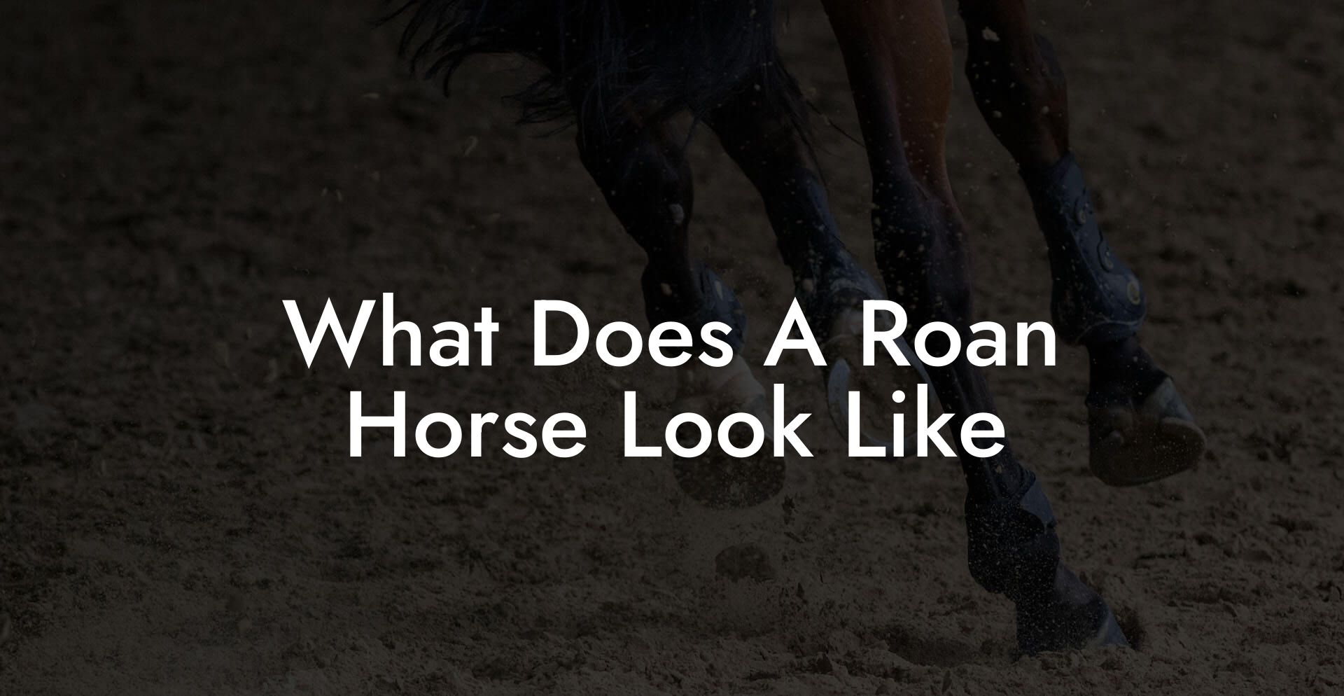 What Does A Roan Horse Look Like