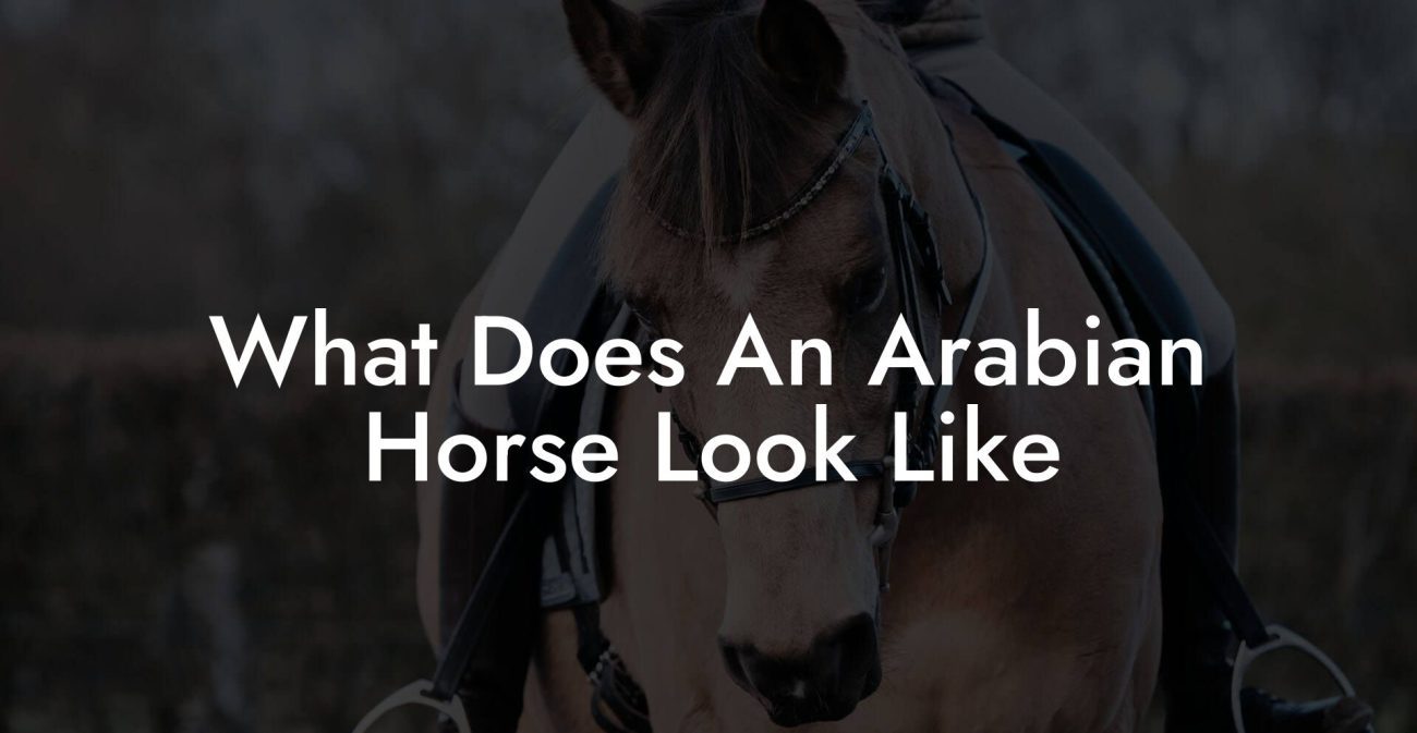 What Does An Arabian Horse Look Like