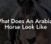 What Does An Arabian Horse Look Like