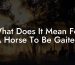 What Does It Mean For A Horse To Be Gaited